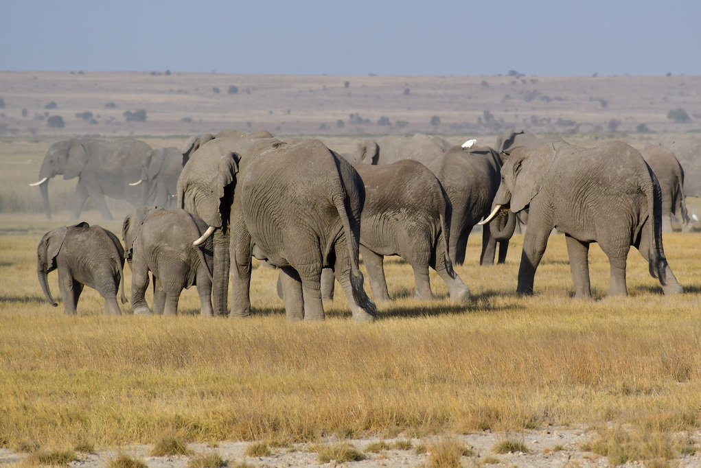 Amboseli Nat. Reserve